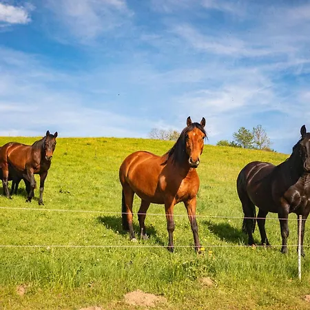 شقة Koernermuehle